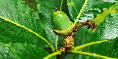 Pflanzen-Voratsliste