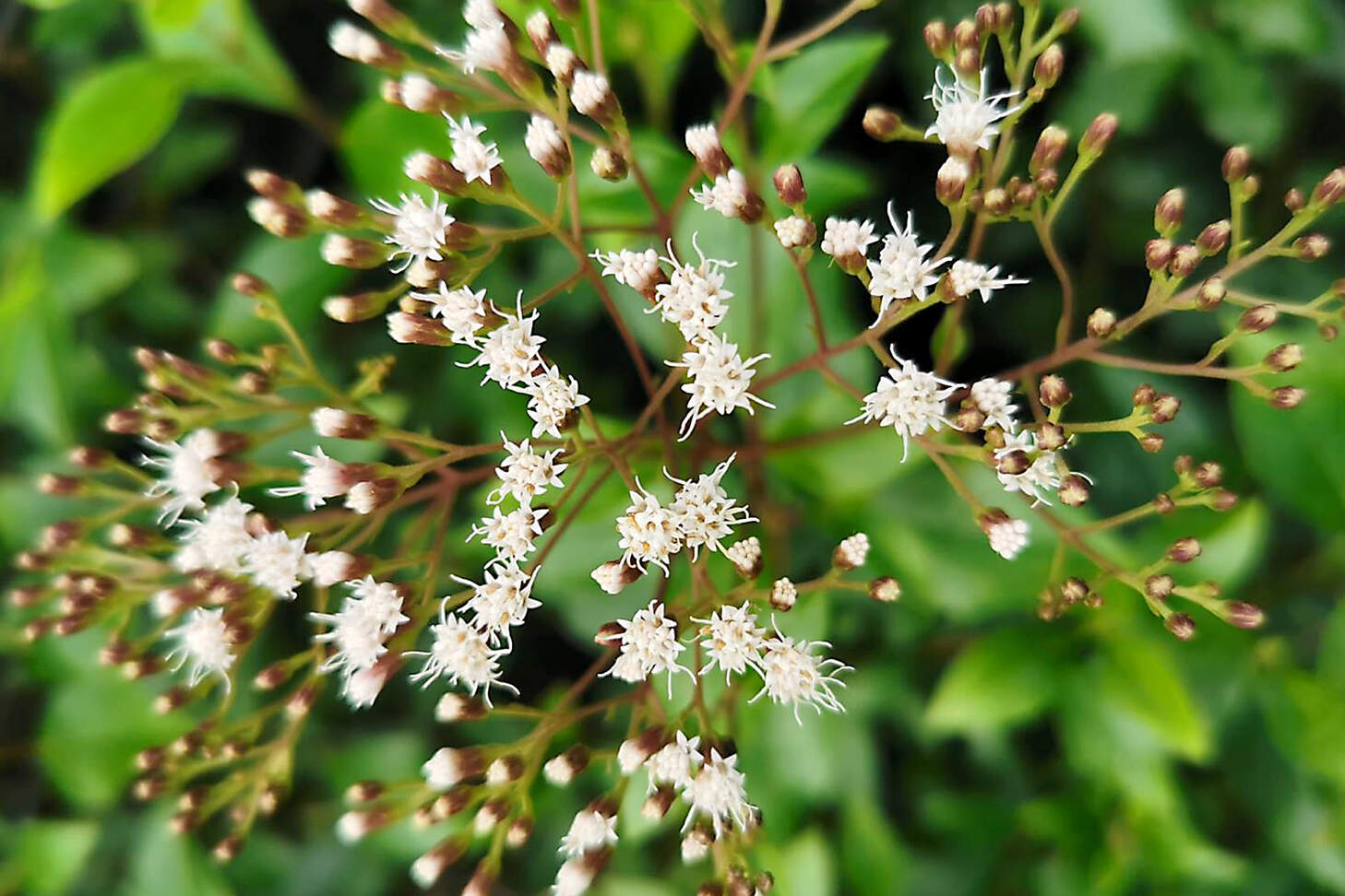 Ageratina ligustrina