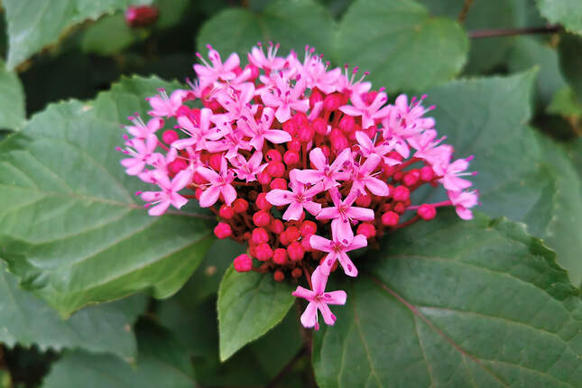 Clerodendrum bungei