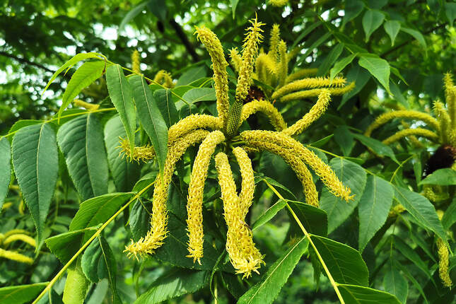 Platycarya strobilacea