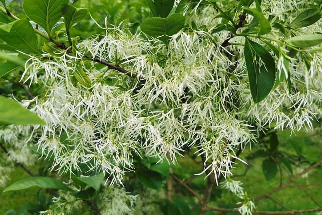 Chionanthus virginicus