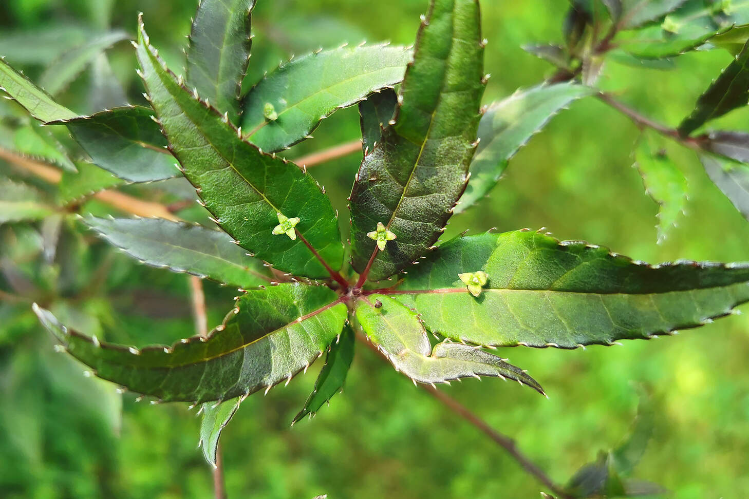 Helwingia chinensis